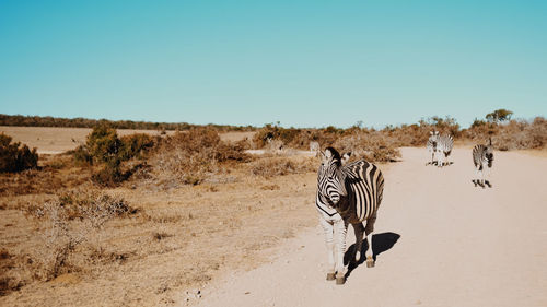 Zebras walking on field