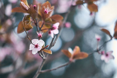 Close-up of pink cherry blossoms in spring