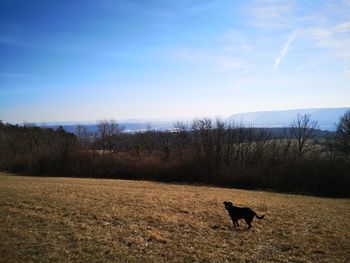 View of dog on field against sky