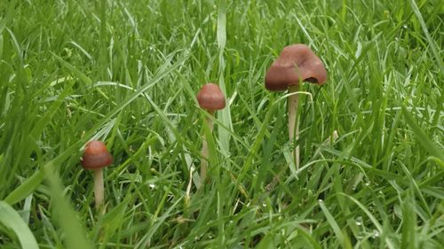 Close-up of plants growing on grassy field