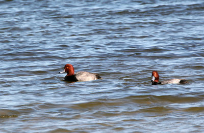 View of ducks swimming in lake