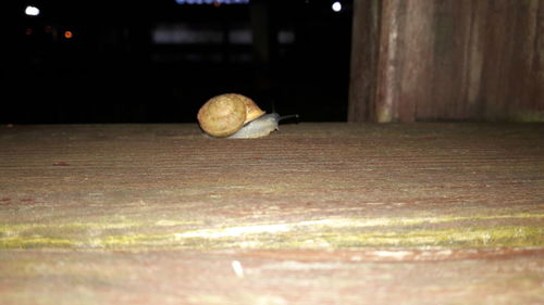 Close-up of snail