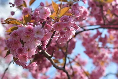 Close-up of pink flowers on branch