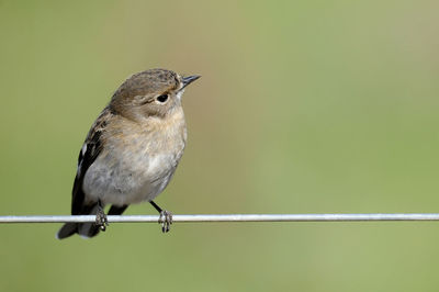 Close-up of bird perching on metal wire