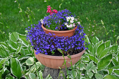 Close-up of potted plant on field