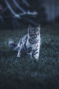 Portrait of kitten on grass