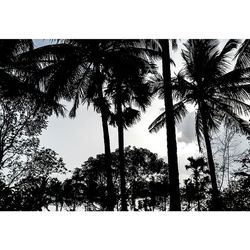 Low angle view of palm trees against sky