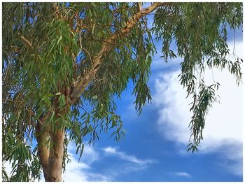 Low angle view of tree against sky