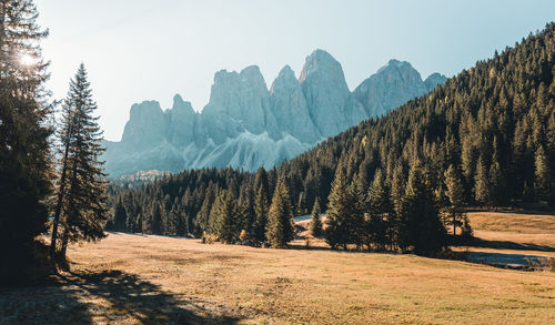 Panoramic shot of trees on landscape against sky