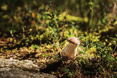 Close-up of lizard on land