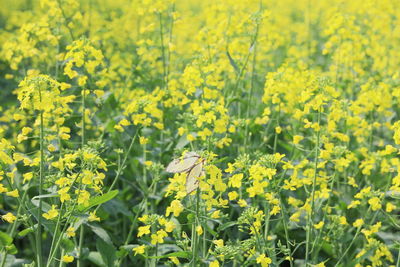 Yellow flowering plants on field