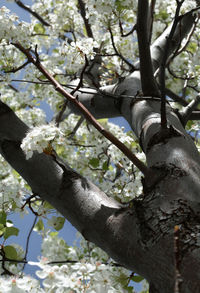Low angle view of trees