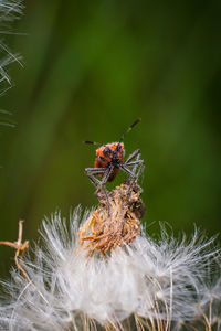 Close-up of insect on flower