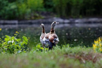 Birds by river