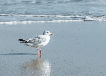 Seagull on beach