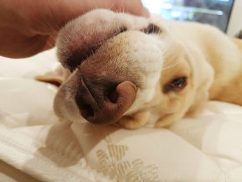 Close-up of dog on bed