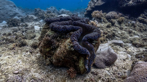 View of coral in sea