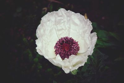 Close-up of white flowers blooming outdoors