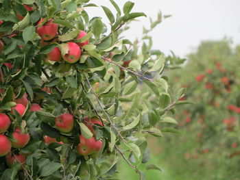 Close-up of red berries growing on tree