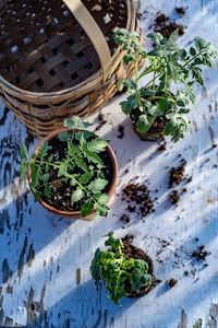 High angle view of vegetables in basket on table