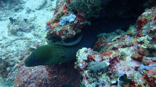 Fish swimming in sea