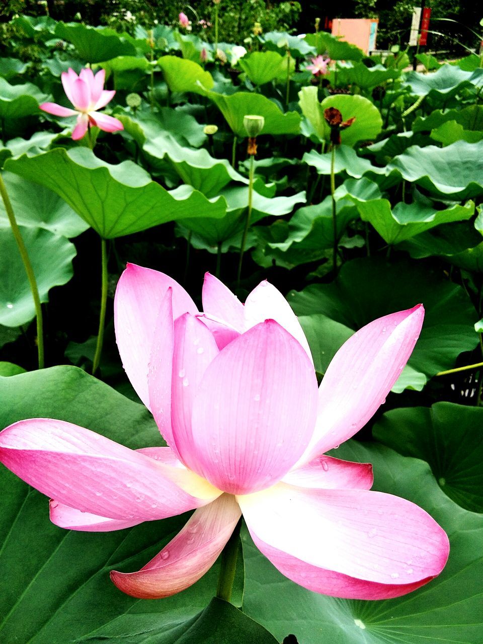 flower, petal, beauty in nature, fragility, freshness, growth, nature, leaf, pink color, flower head, blooming, plant, green color, day, no people, lotus, lotus water lily, close-up, outdoors, periwinkle