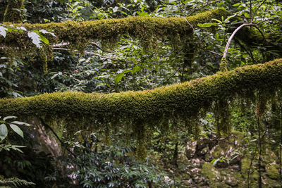 Moss growing on tree