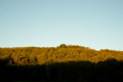Scenic view of field against clear sky