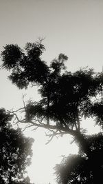 Low angle view of trees against clear sky