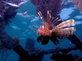 Close-up side view of fish in water