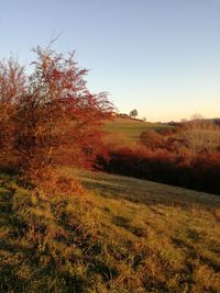 Scenic view of trees against sky