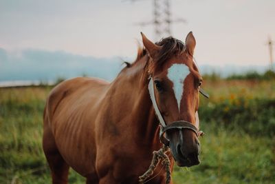 Horse standing on field against sky