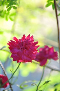 Close-up of red flowers blooming outdoors