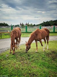 Horses grazing in a field