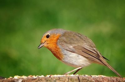 Close-up of a bird