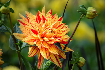 Close-up of orange flowering plant