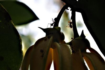 Close-up of flowering plant against sky