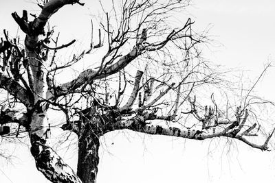 Low angle view of snow covered bare tree against sky