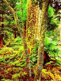 Trees in forest