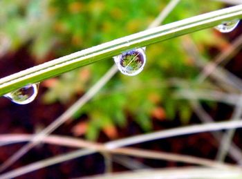 Close-up of water drops on grass