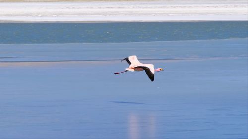 Salar de uyuni - james's flamingo