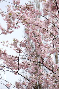 Low angle view of cherry blossom tree