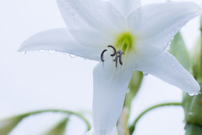 Close-up of white flowers blooming outdoors