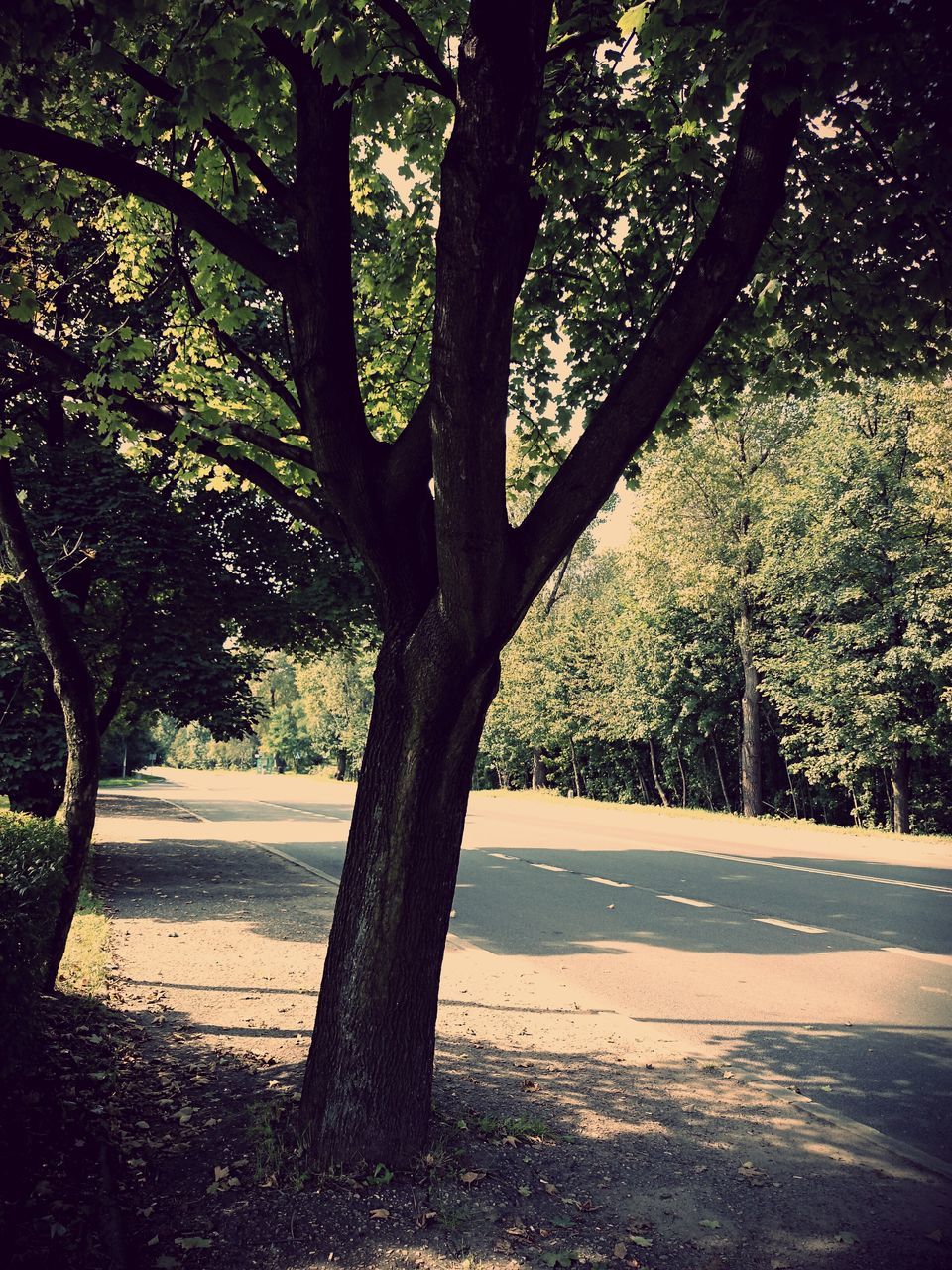 tree, tree trunk, tranquility, growth, branch, nature, sunlight, shadow, tranquil scene, beauty in nature, scenics, park - man made space, silhouette, outdoors, no people, day, field, road, landscape, idyllic