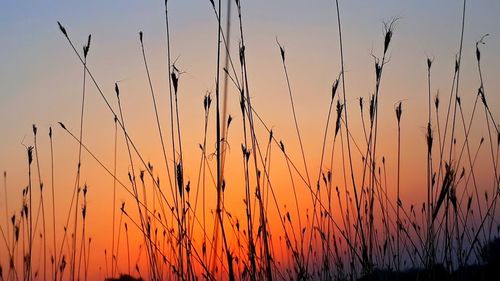 Silhouette plants growing on field against orange sky