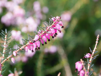 Blooming calluna vulgaris, heather, ling natural spring background sun shining through pink flowers.