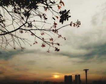 Low angle view of silhouette tree against sky