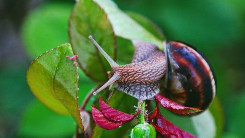 Close-up of a bird perching on plant