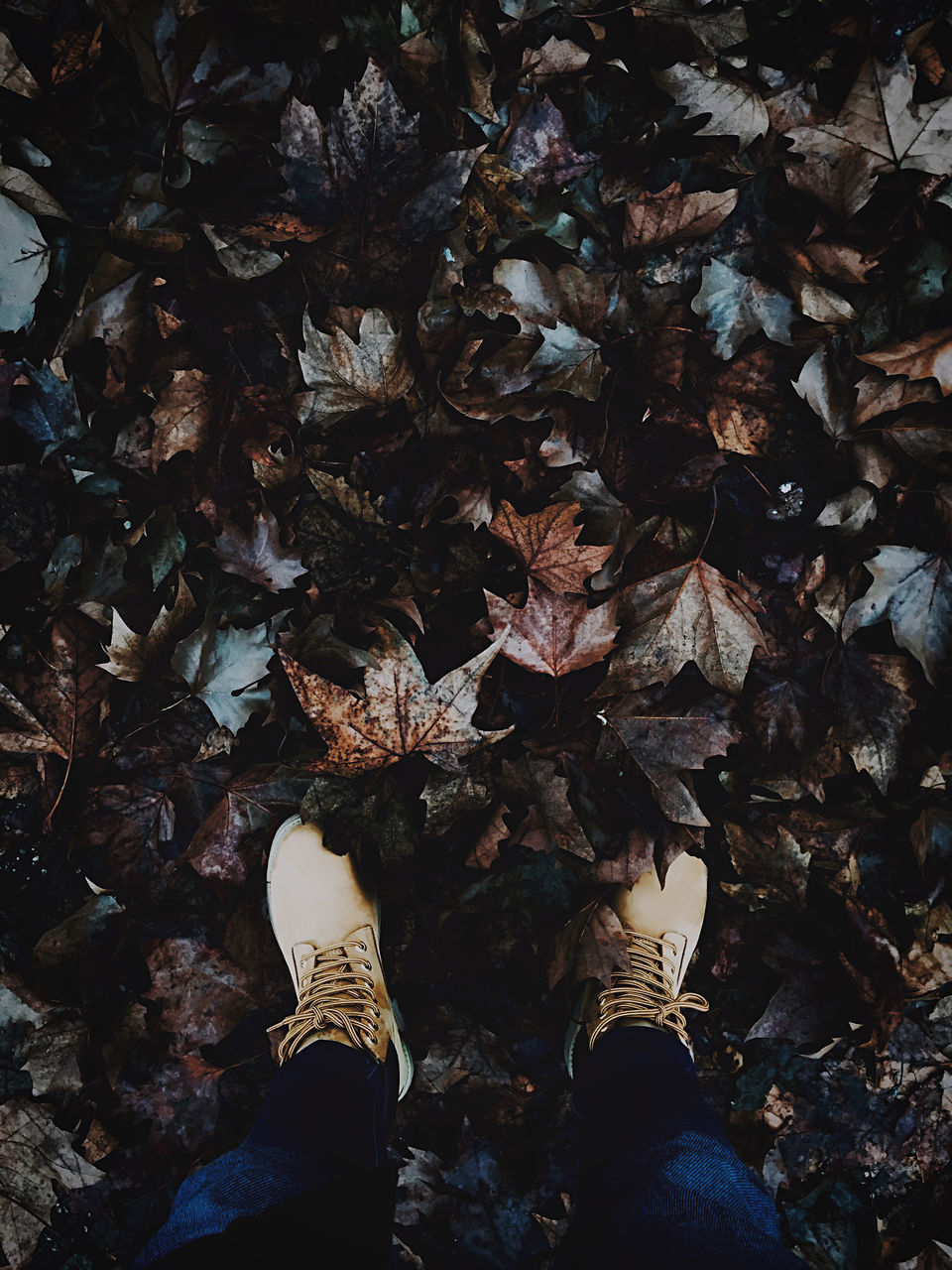 low section, human leg, personal perspective, real people, leaf, change, lifestyles, shoe, one person, plant part, body part, human body part, autumn, leaves, high angle view, nature, directly above, dry, unrecognizable person, day, outdoors, human foot, jeans, dried, human limb