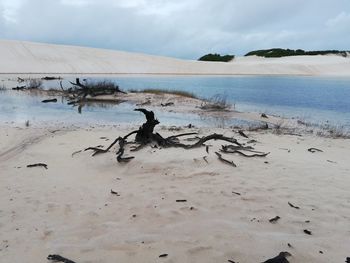 Dead tree in a white desert with lake of rain water 